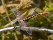 Austroepigomphus turneri male-3